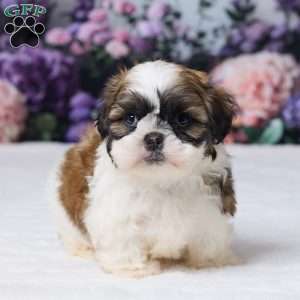 Rambo, Shih Tzu Puppy